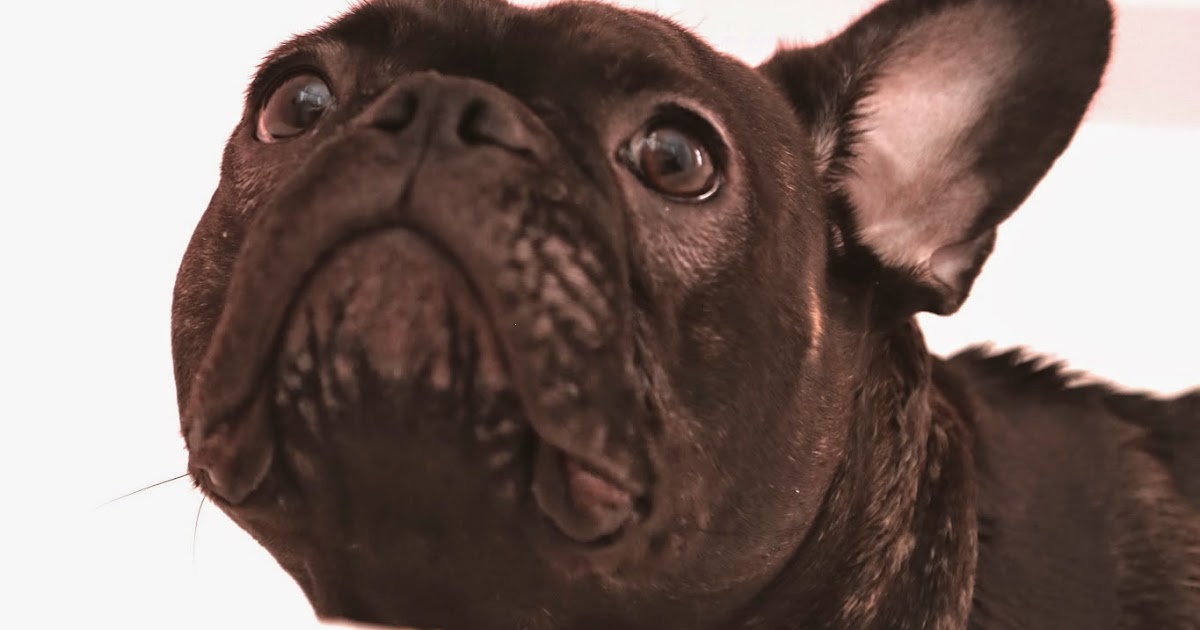 Ivy the Frenchie Puppy Bath