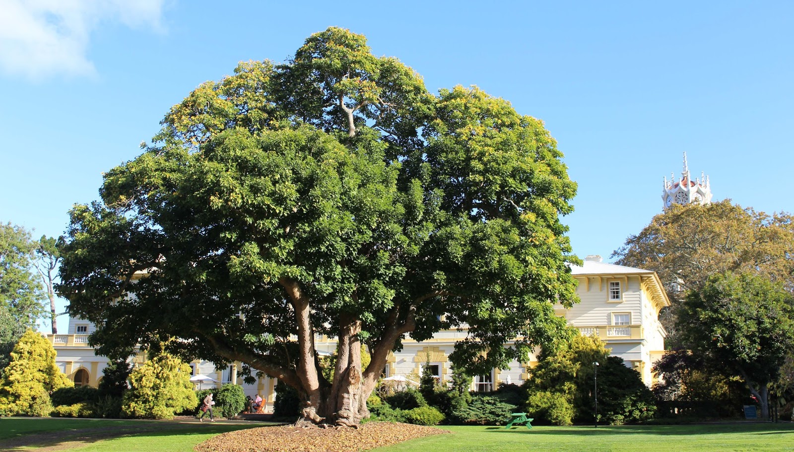 sconzani Auckland trees some historic beauties