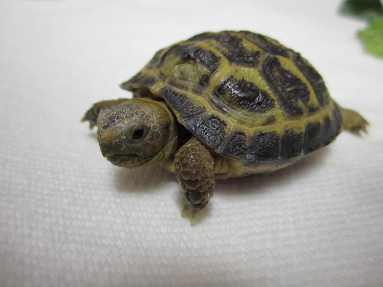 russian tortoise heat lamp watt