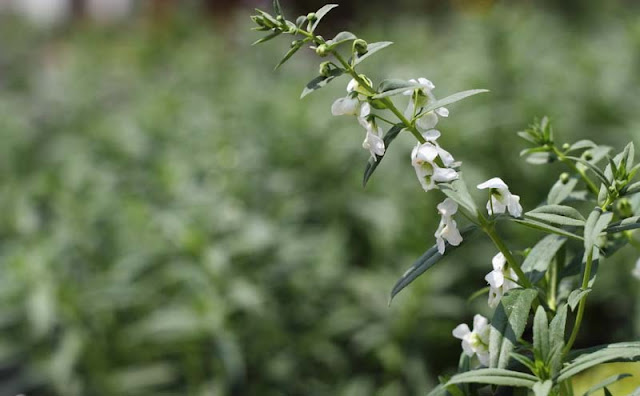 Angelonia Flowers Pictures