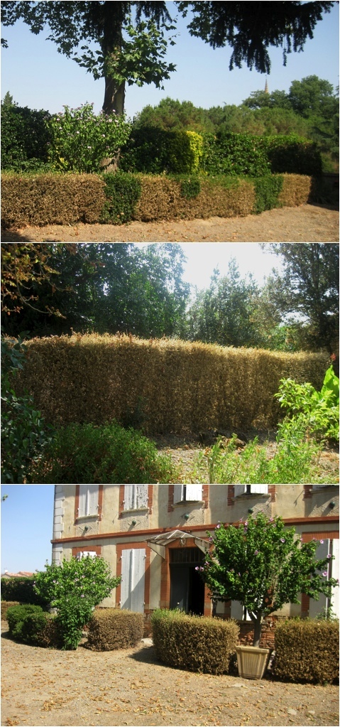 When Do I Cut My Hedge Which