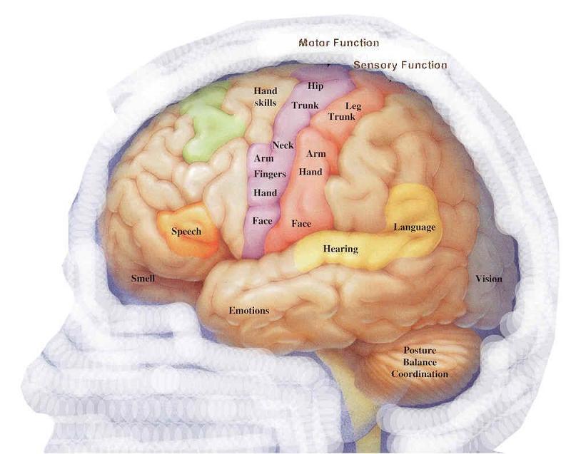Brian Owens Image Brain Vision
