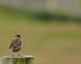 White Crowned Sparrow