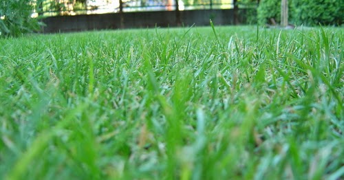 Invernablog: Airear el césped