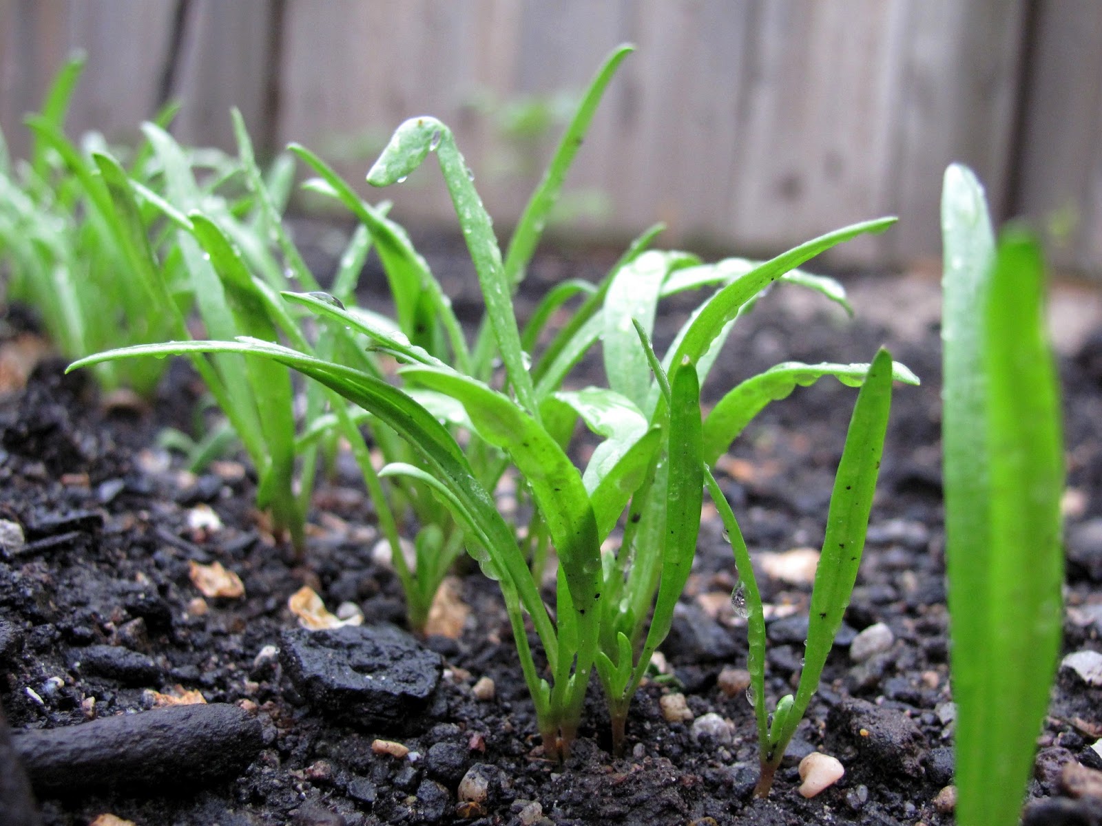 Sweet Domesticity Spinach Season
