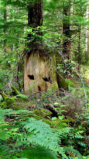 Forest landscape on Cortes Island