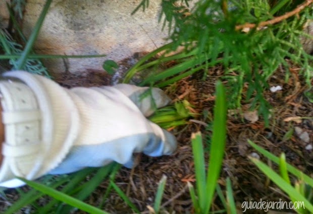 Las claves para recuperar un césped estropeado - Guia de jardin