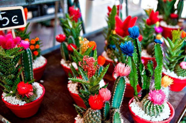 mini jardim de cactus:Irrigação do cactus: Os cactus devem ser regados com uma colher de mini jardim de cactus:Irrigação do cactus: Os cactus devem ser regados com uma colher de