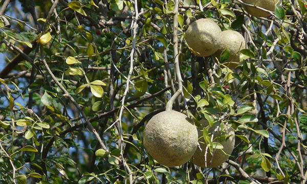 Featured image of post Easiest Way to Make Wood Apple Benefits In Tamil