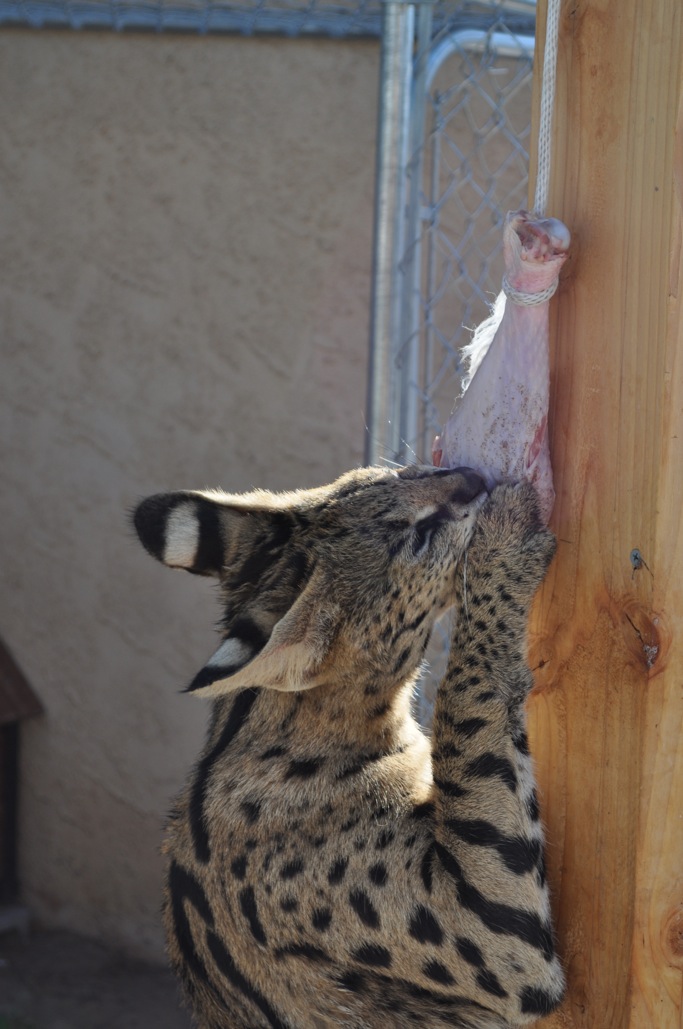 Kyprioth Serval Diet