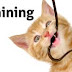 Cat Training is Not Always Easy .. Know Why??
