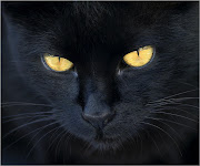 EL GATO NEGRO. En todo el mundo existen tradiciones concernientes a Gatos, . (el gato negro)