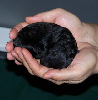 Black Australian Labradoodle Puppy For Sale in Ontario Canada
