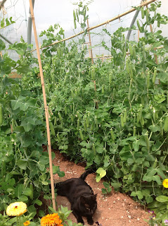 Early Onward peas