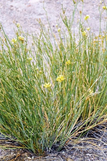 Rush Milkweed, Asclepias subulata 026