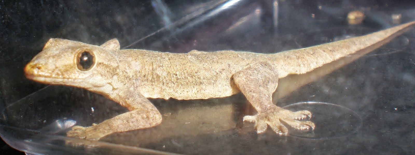 Gambar Cicak | Dunia Binatang