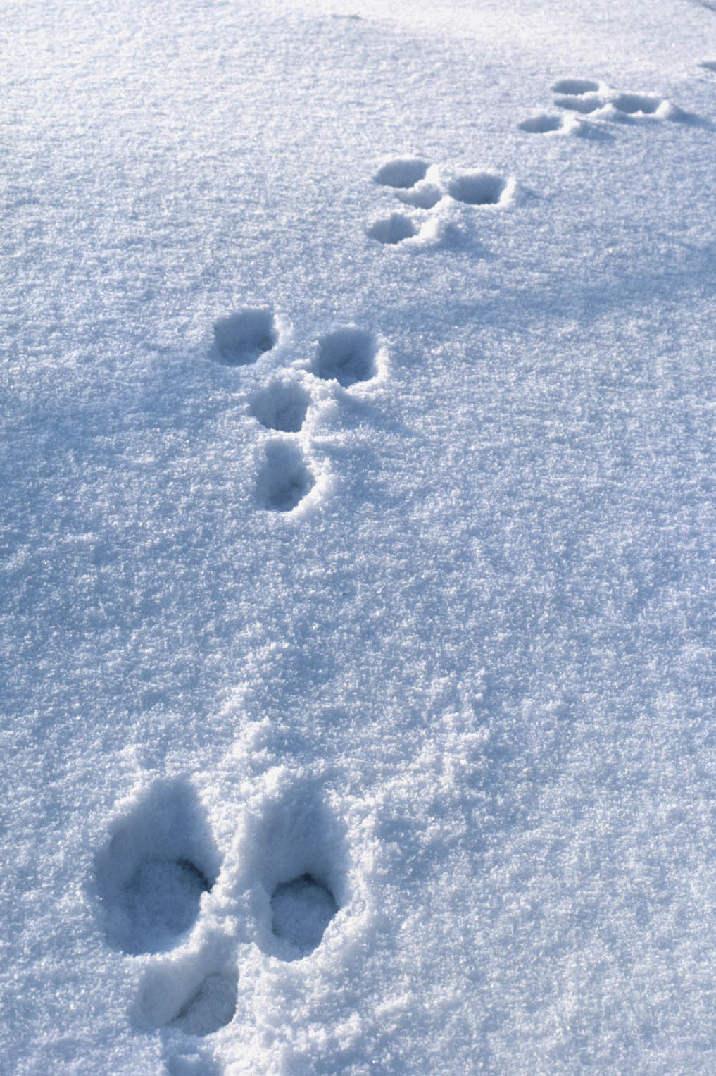 P K Hawk Stories, Poems, and Mental Meandering Do You