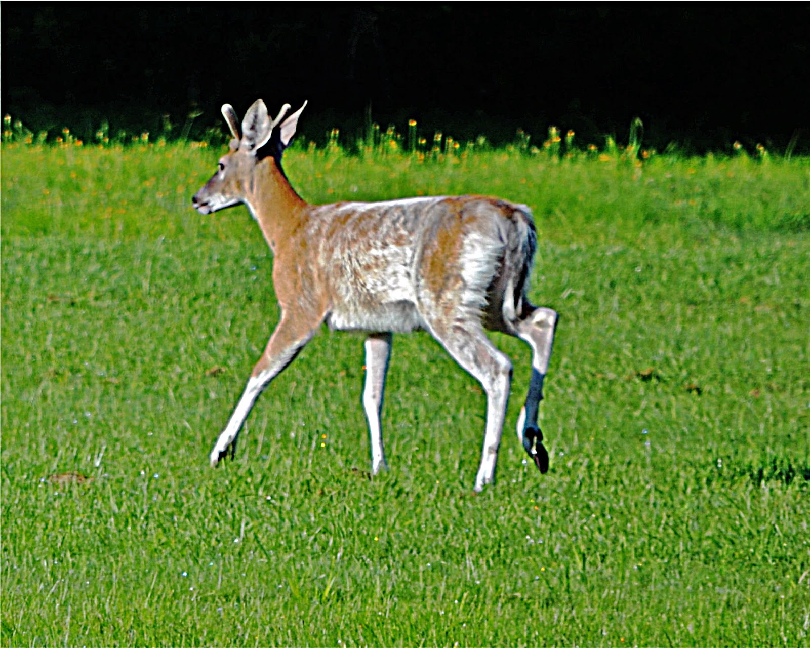 nature tales and camera trails: Piebald Deer Found