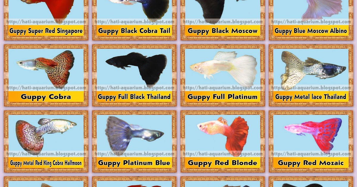 Guppy Yang Paling Di Gemari Sale Guppy Fish Indonesia