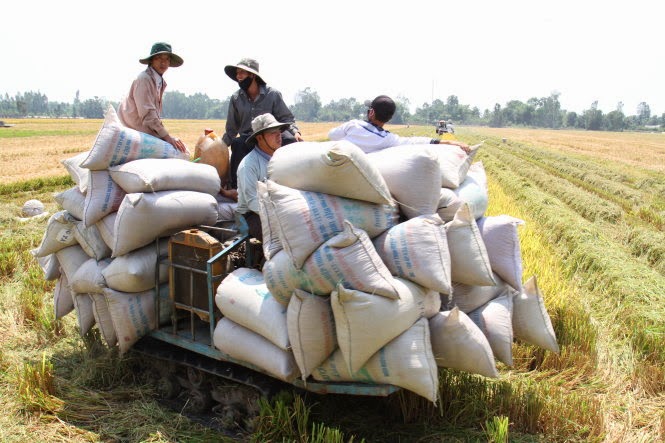 Thu hoạch lúa hè thu ở Giồng Riềng, Kiên Giang - Ảnh: Hữu Khoa