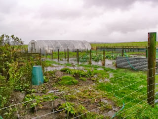 My garden and polytunnel at North Wald flooded by the recent rains