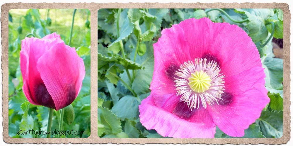 Start To Grow Growing Giant Poppies