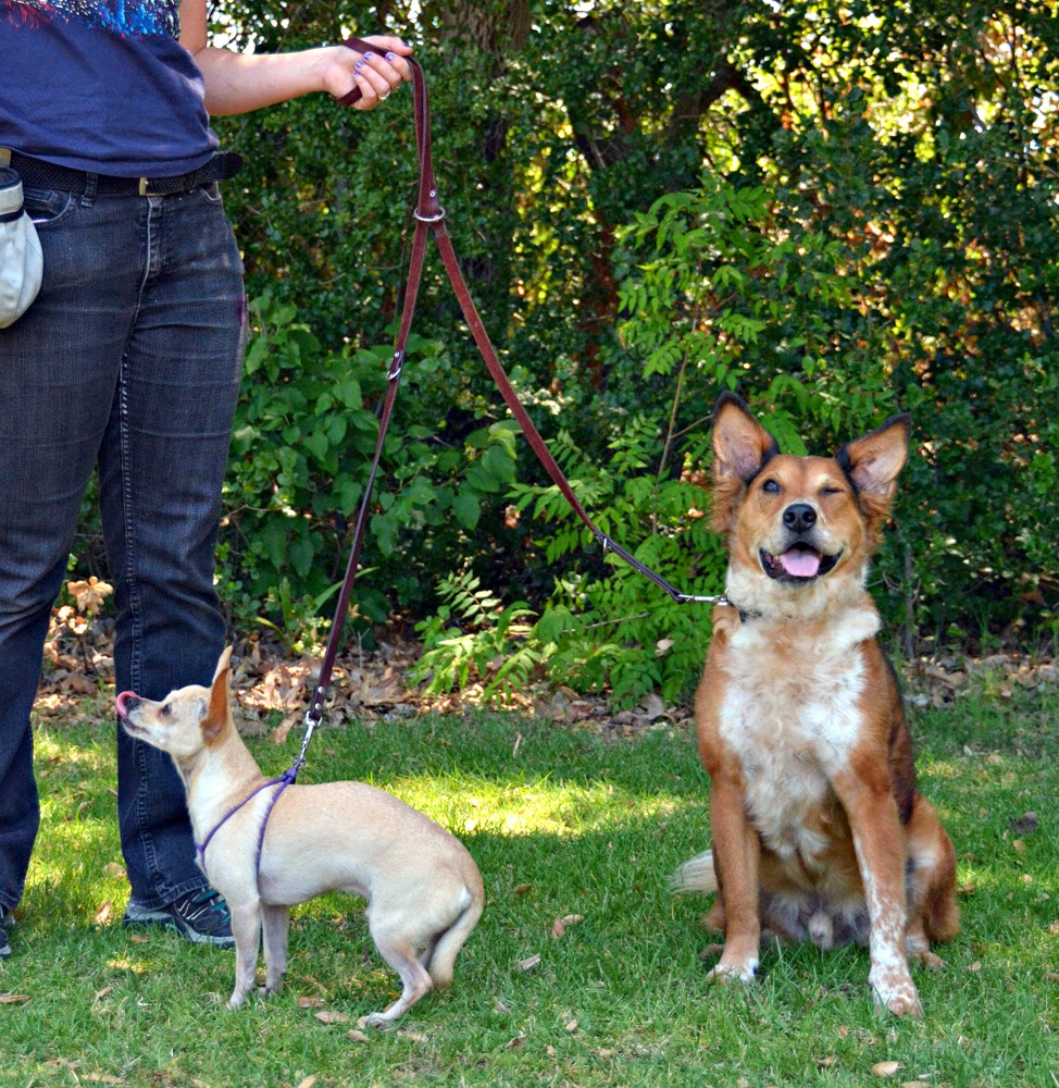 How Smart Is A Dog Compared To A Human