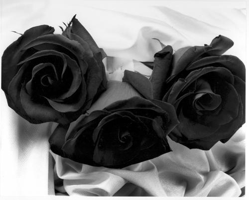 ورود جميلة باللون الأسود , ورود سمراء Goeth-black-roses1