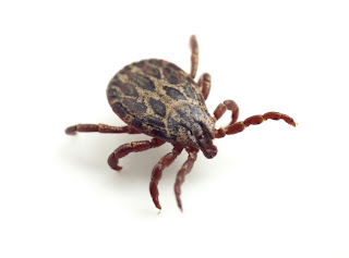 tick control long island