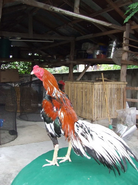 keunggulan dari tas kiso ayam bangkok – Grosir Tas Kiso ...