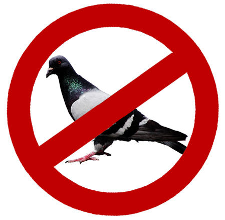 no+pigeons.jpg