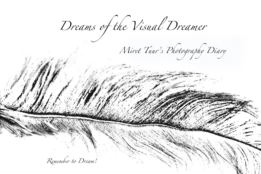 Dreams of the Visual Dreamer