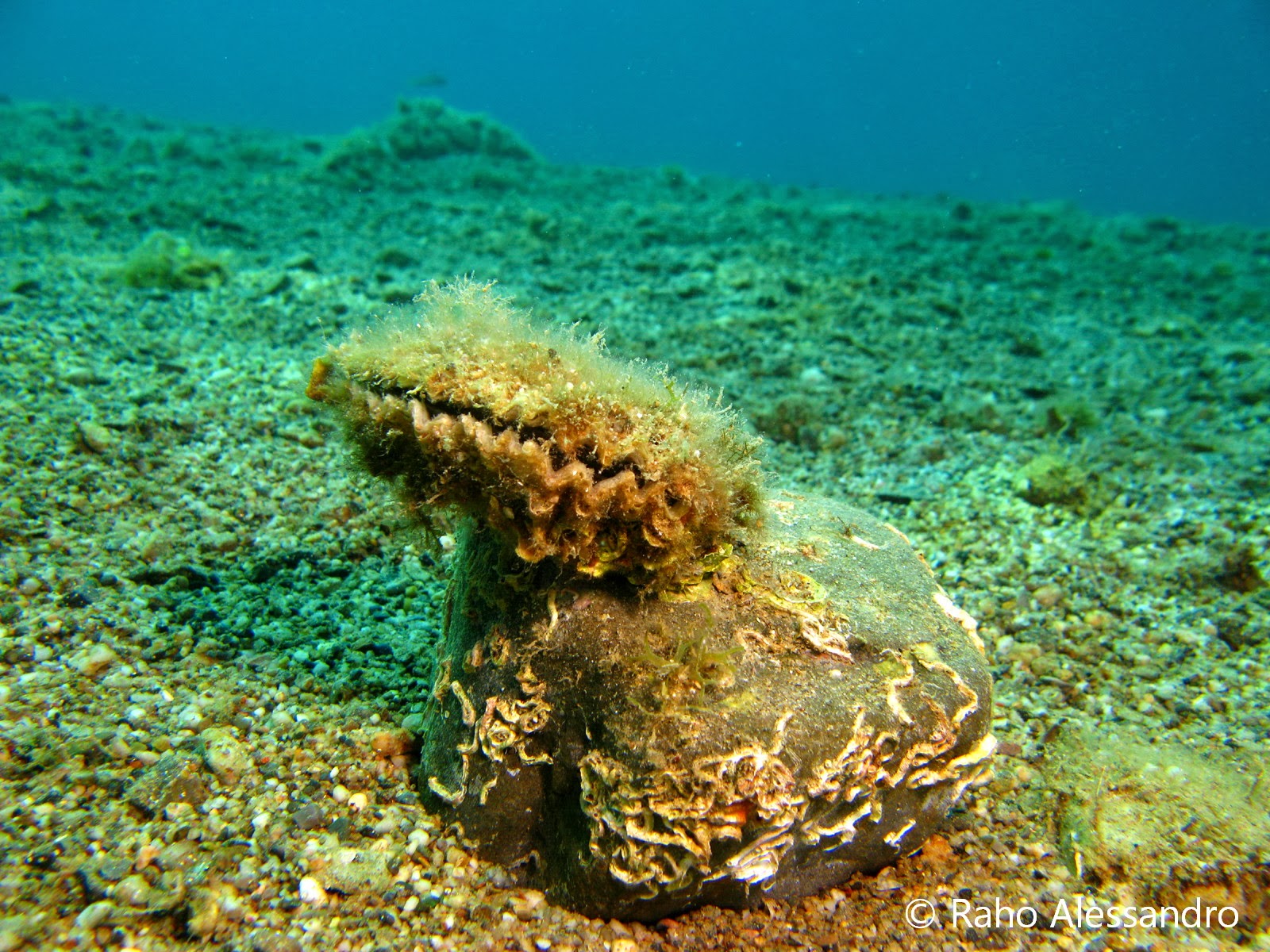 Necton e Plancton Molluschi Ostreola o Ostrica a Zig Zag