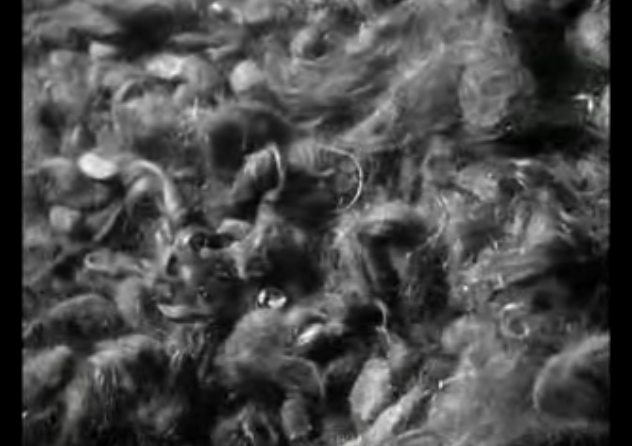 CINESTONIA: Noche y niebla (1955) - Alain Resnais