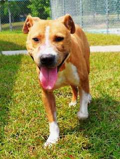 Noah the Bait Dog Update