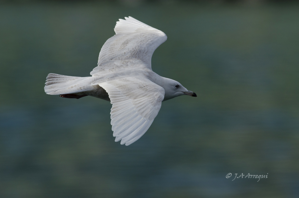 Gaviota polar o groenlandesa, Larus glaucoides, Iceland Gull Gaviota polar o groenlandesa, Larus glaucoides, Iceland Gull