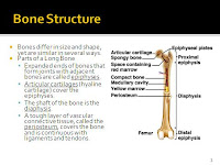 Ison Human Biology: Module 7 Notes: Skeletal System