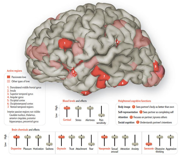 Mapping The Activity of Love And Desire In The Brain
