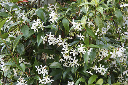 In A Costa Tropical Garden Trachelospermum Jasminoides Star Jasmine