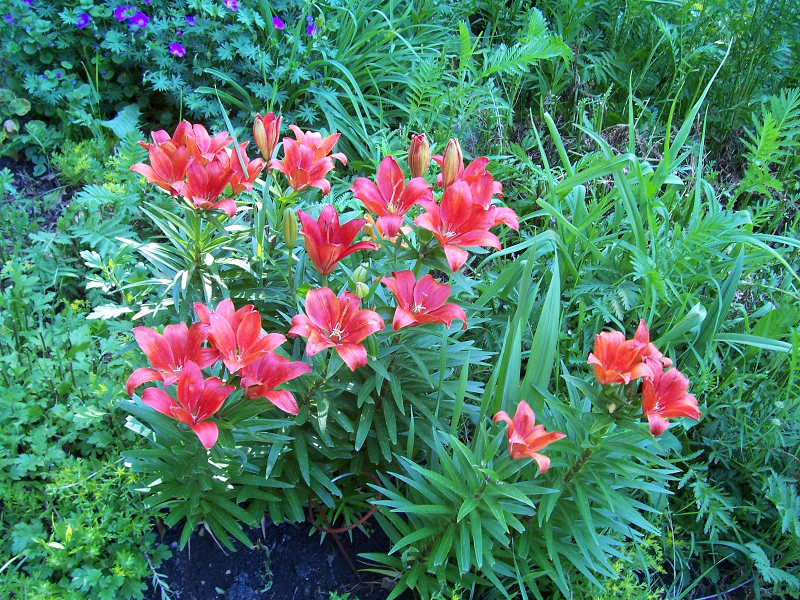 Garden Beauty Multiple Colors of Lilies