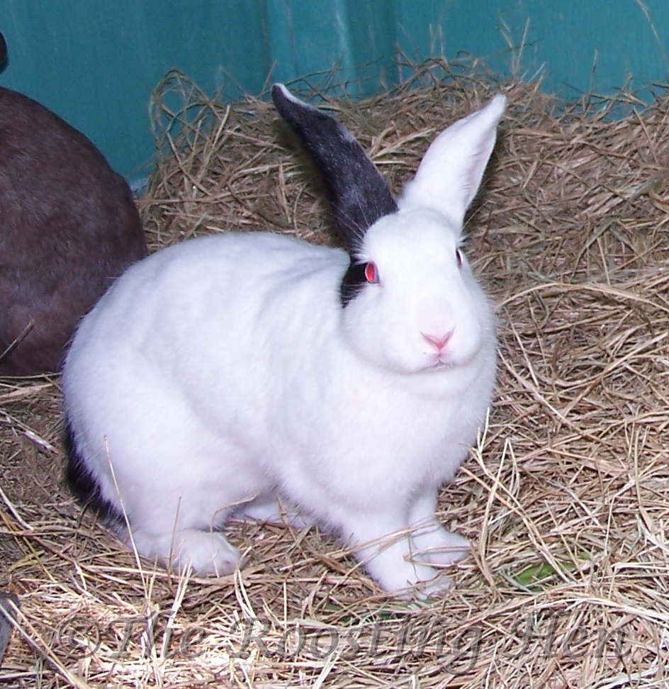 The Roosting Hen Our First Rabbit Litters
