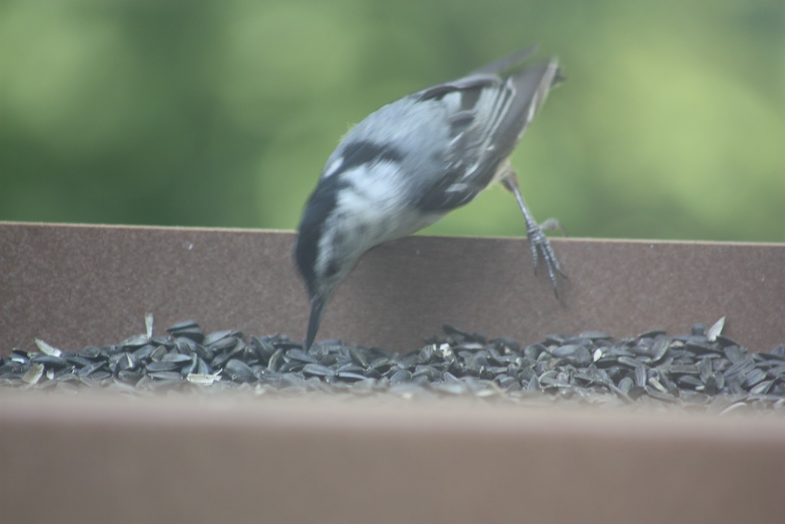 NWI Dunes Birds from the Indiana Dunes State Park Nature Center