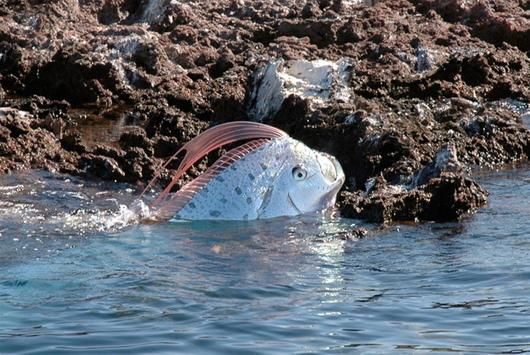 Oarfish, Ikan Ular Yang Eksotis [ www.BlogApaAja.com ]