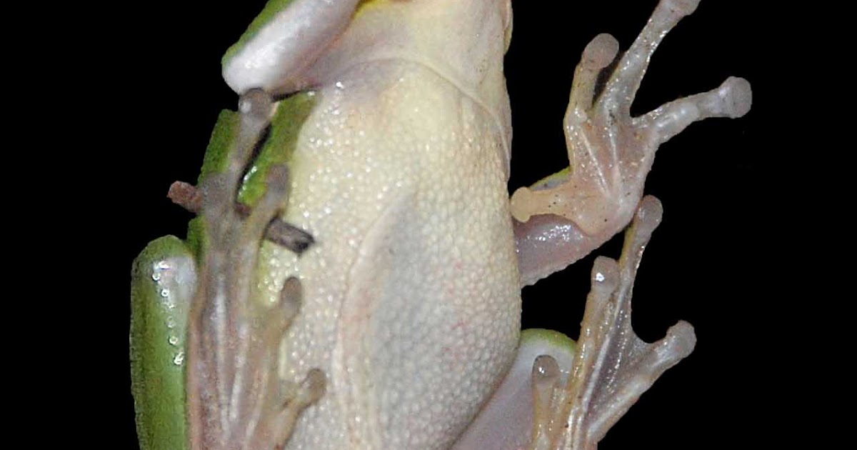 Lula Belle Style Sticky Frog Gets All Pretty with Content Aware Fill