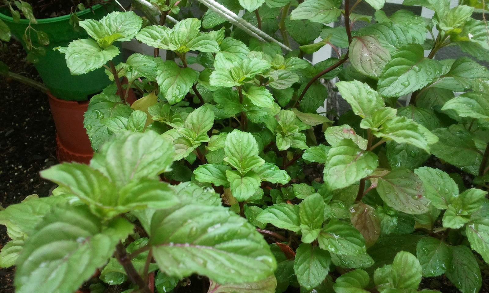 Grow herbs in Malaysia Grow herbs in Malaysia