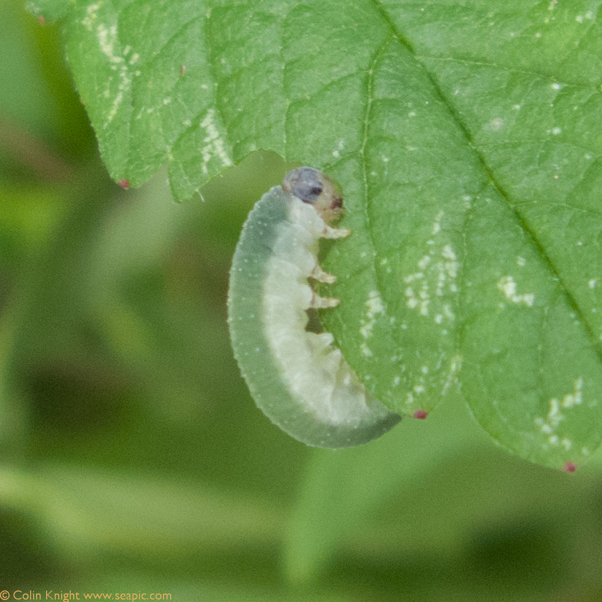 Moth+Fly+Larvae Moth Fly Larvae http://colinknight.blogspot.com/2012/08/tortoiseshells ...