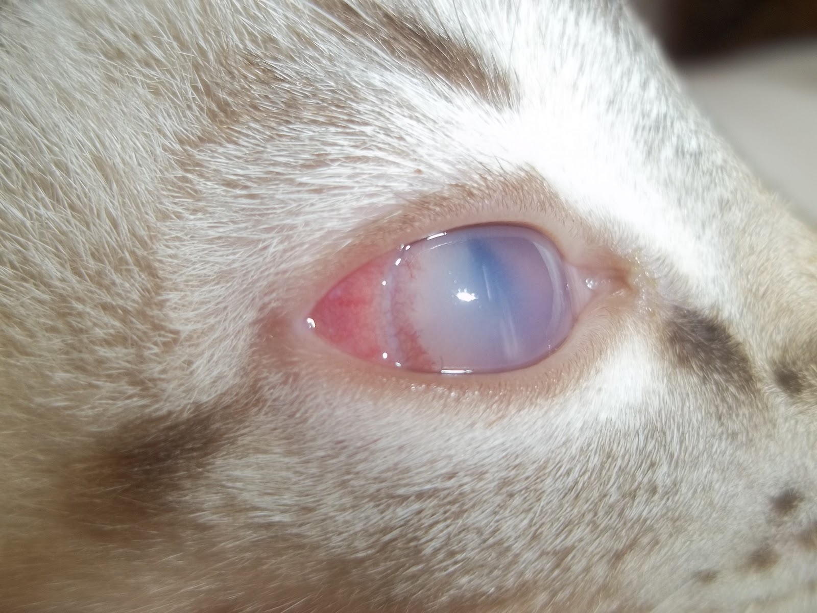 OFTALMOLOGIA VETERINÁRIA INFLAMAÇÃO DO TRATO UVEAL em felinos