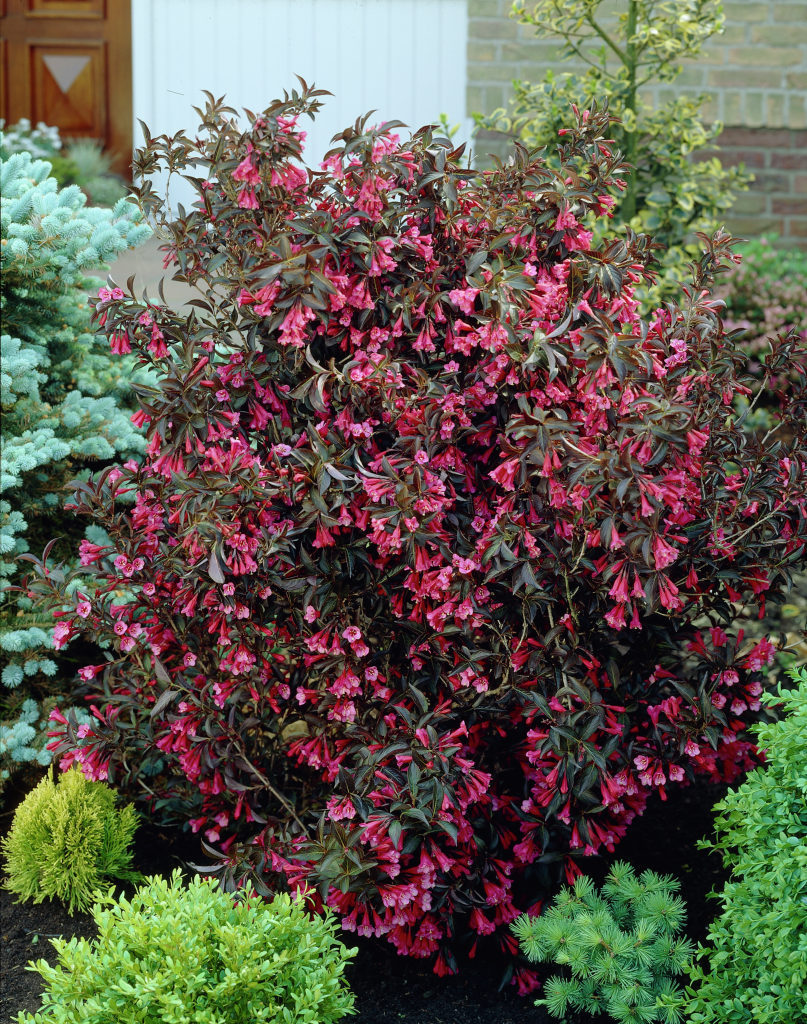the garden The Ubiquitous Burgundy Tree