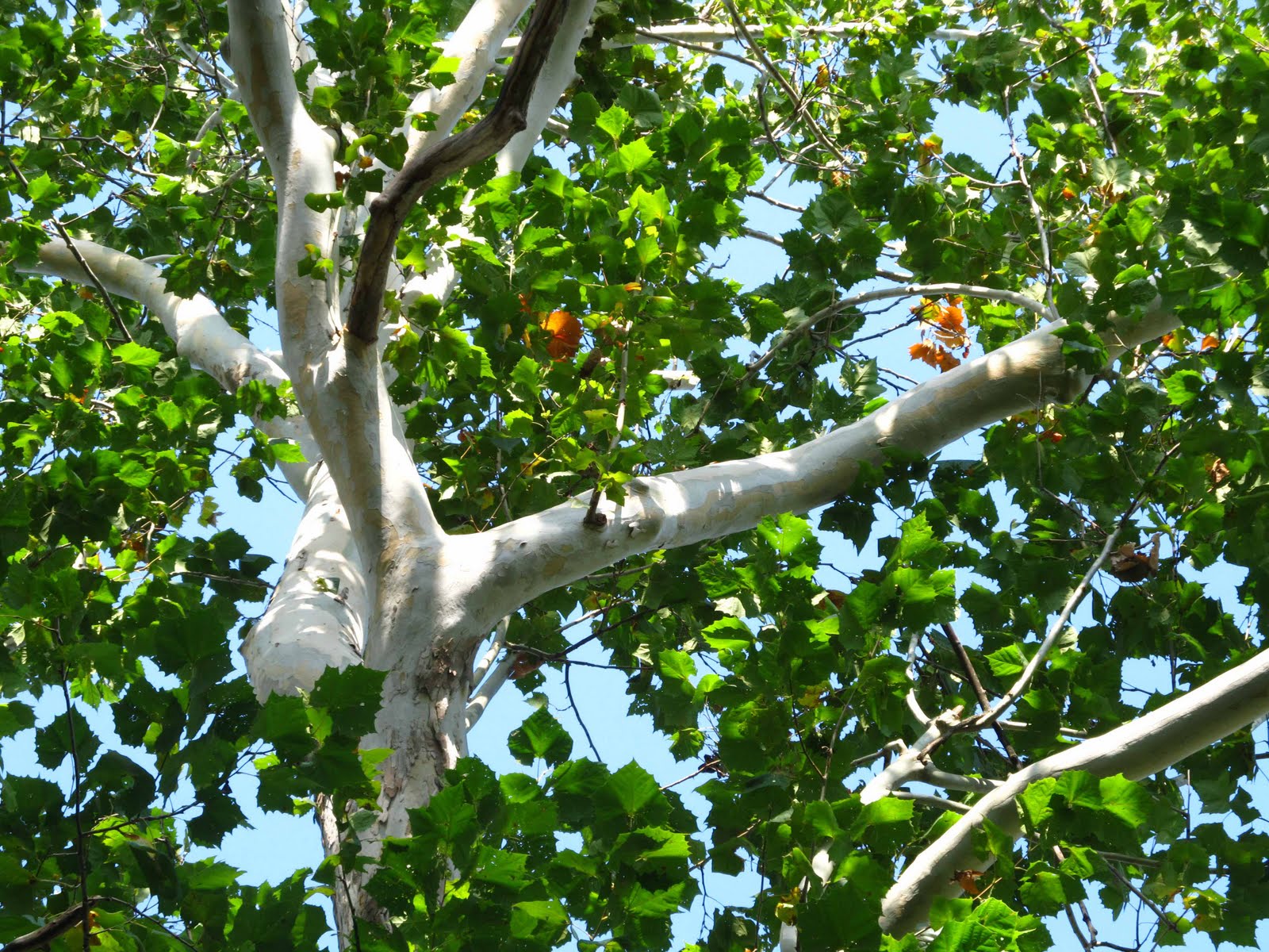 Summit Musings Autumn Photo Challenge, Day 12 "A Sycamore Walk"