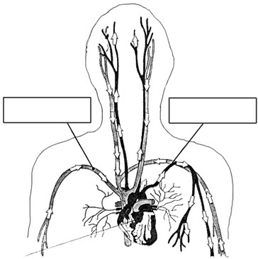DIBUJO DEL SISTEMA CIRCULATORIO dibujo del sistema circulatorio: